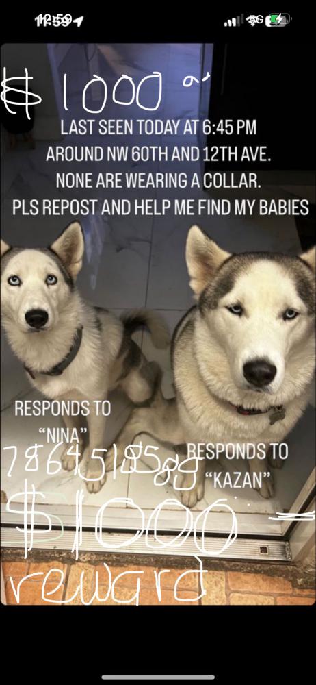 Image of Khazan and Nina, Lost Dog