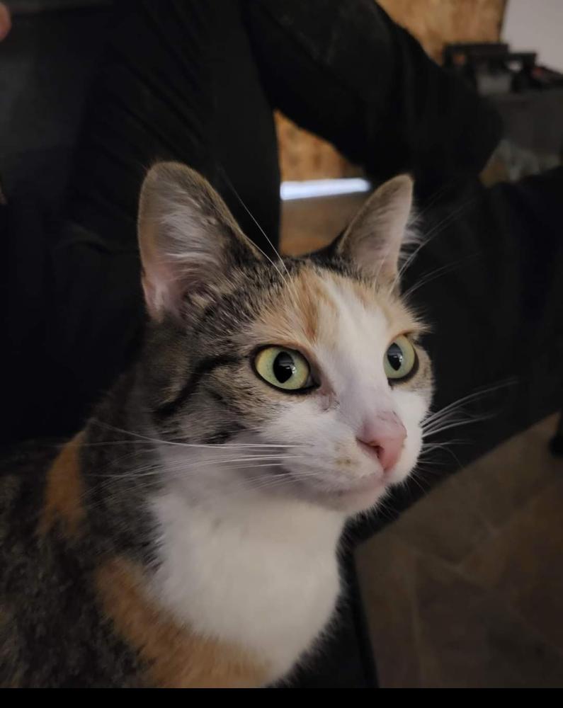 Image of Ava, Lost Cat
