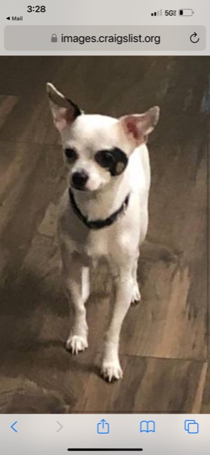 Image of Nino, Lost Dog