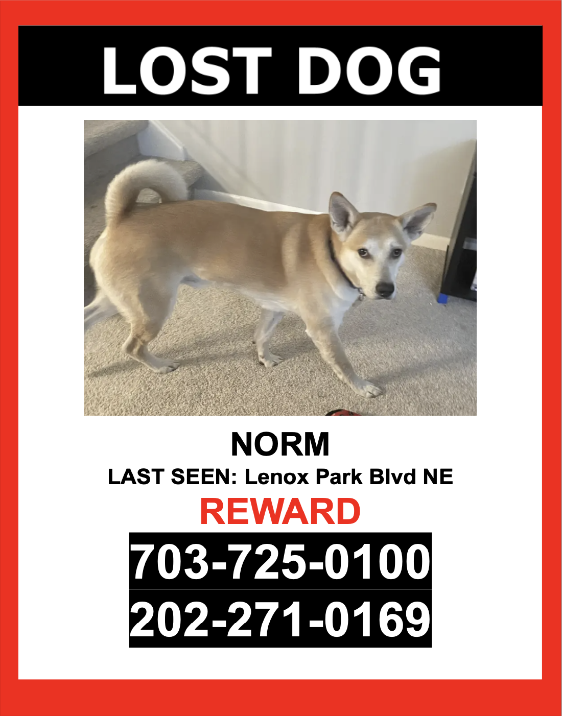 Image of Norm, Lost Dog