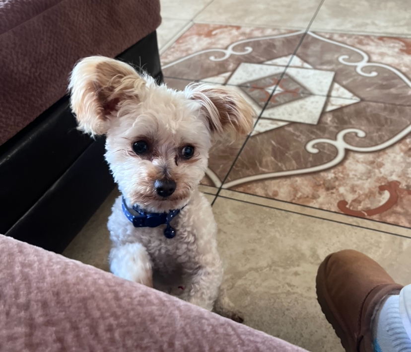 Image of Pachis, Lost Dog