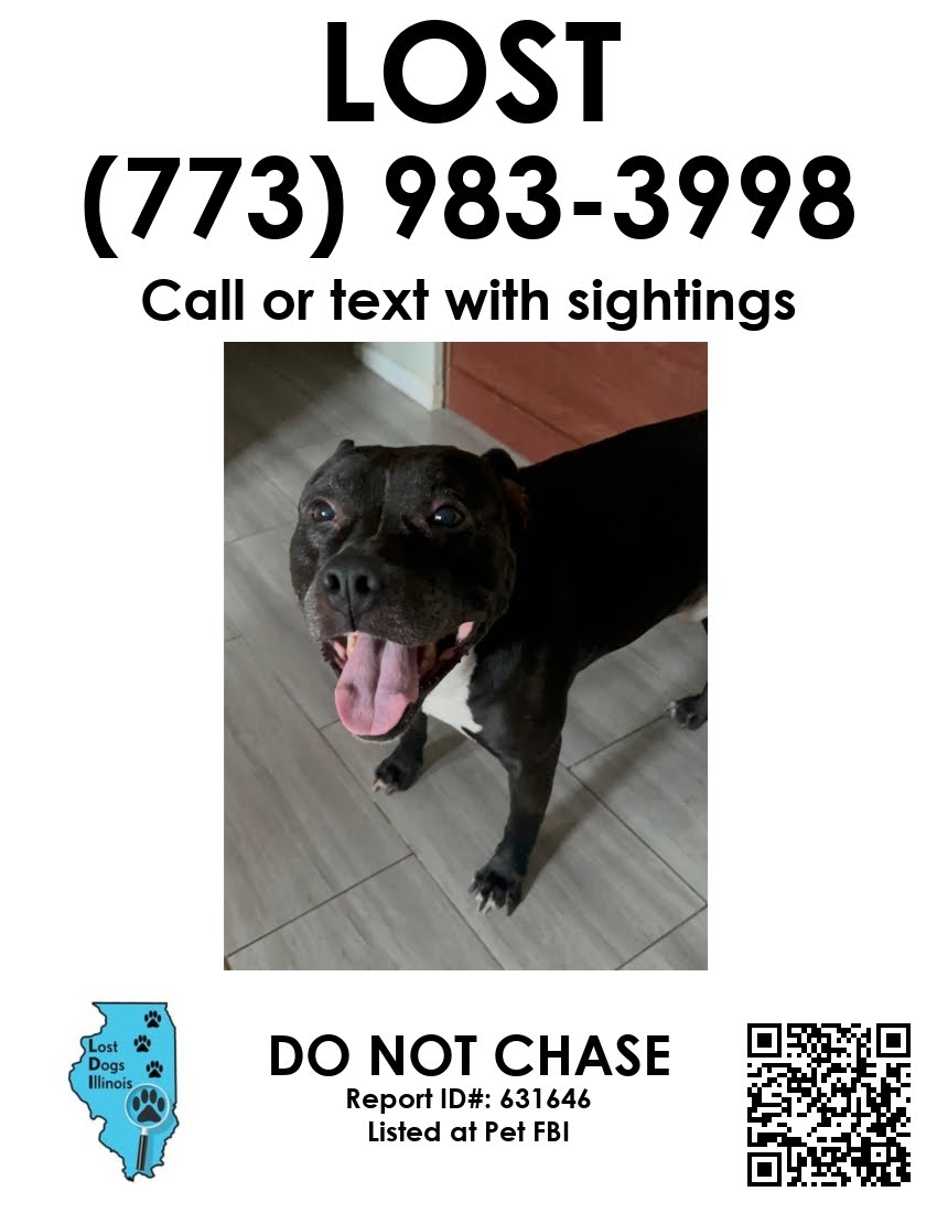 Image of GUCCI, Lost Dog