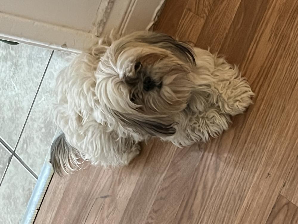 Image of Bonbon, Lost Dog