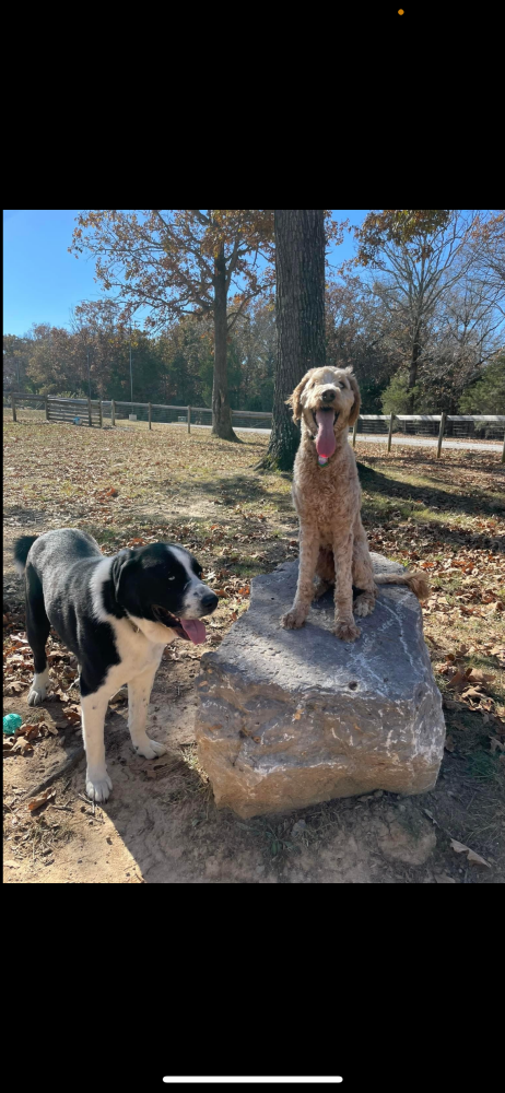Image of Duke and Molly, Lost Dog