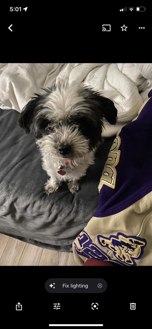 Image of lucy, Lost Dog