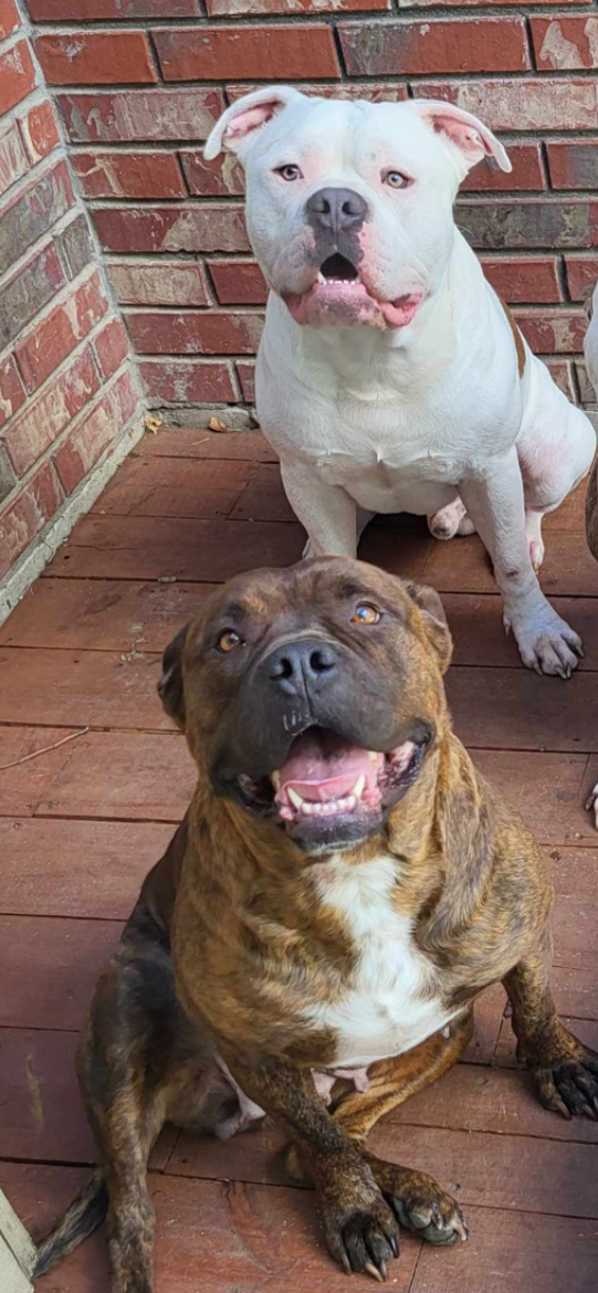 Image of Junior and Sasha, Lost Dog