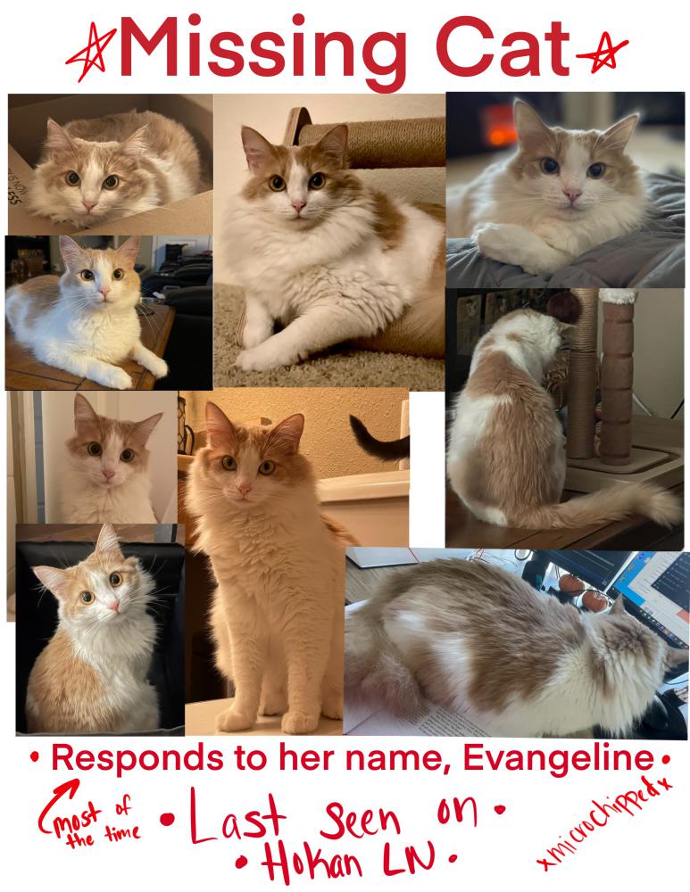 Image of Evangeline, Lost Cat