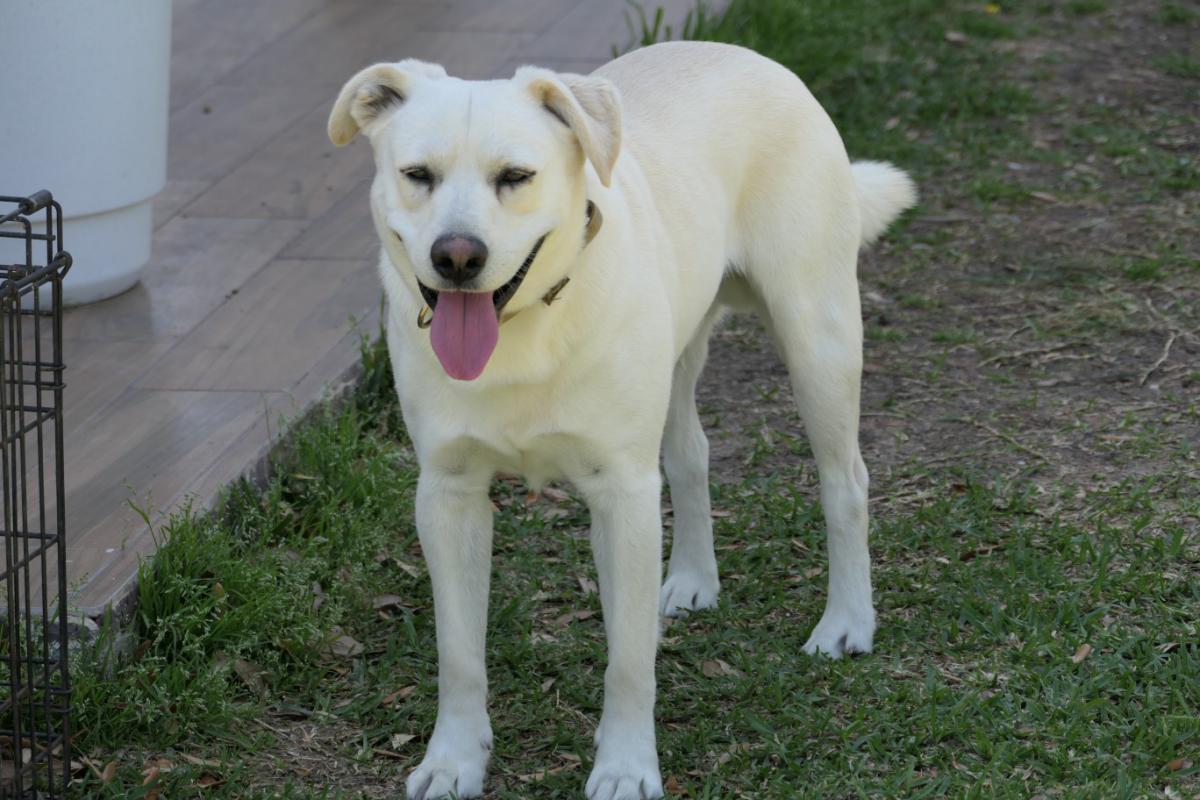 Image of BRUNO, Lost Dog