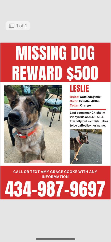 Image of Leslie, Lost Dog