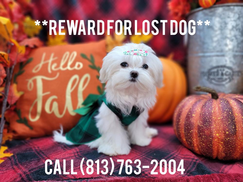 Image of Legacy, Lost Dog