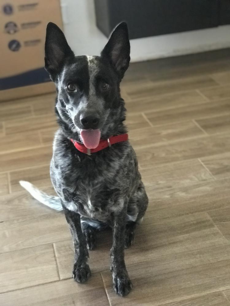 Image of Roo, Lost Dog
