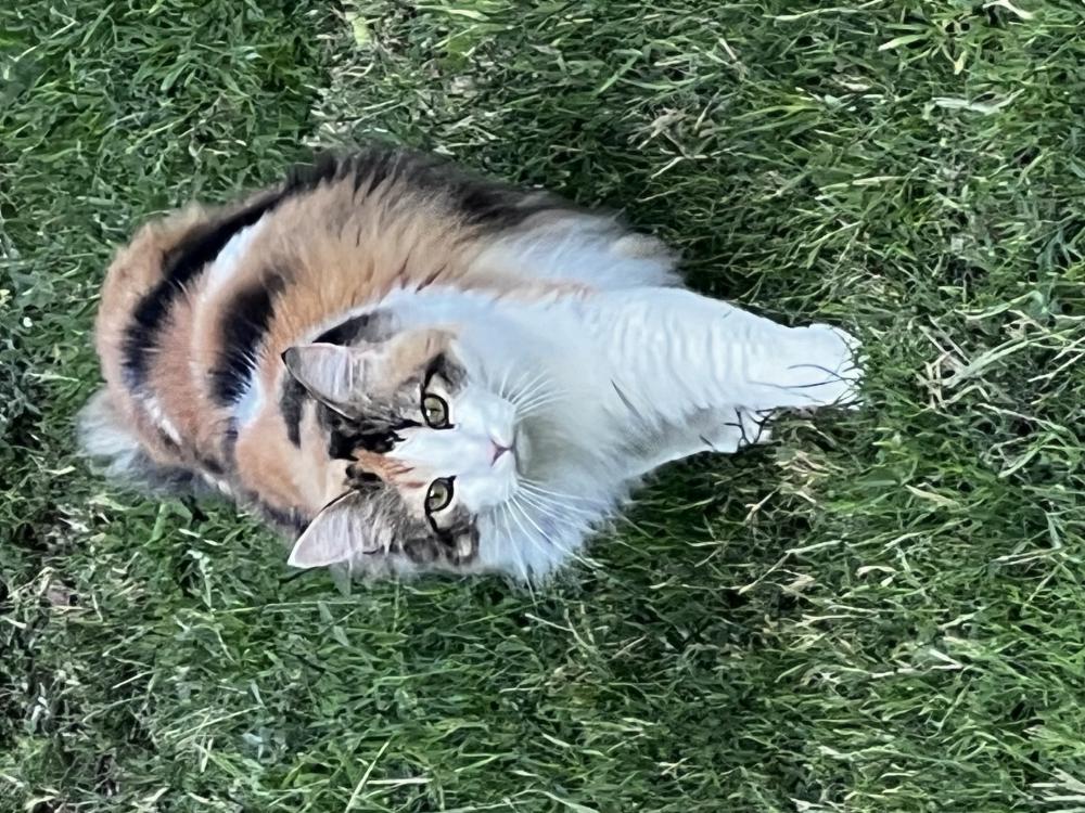 Image of S’more, Lost Cat