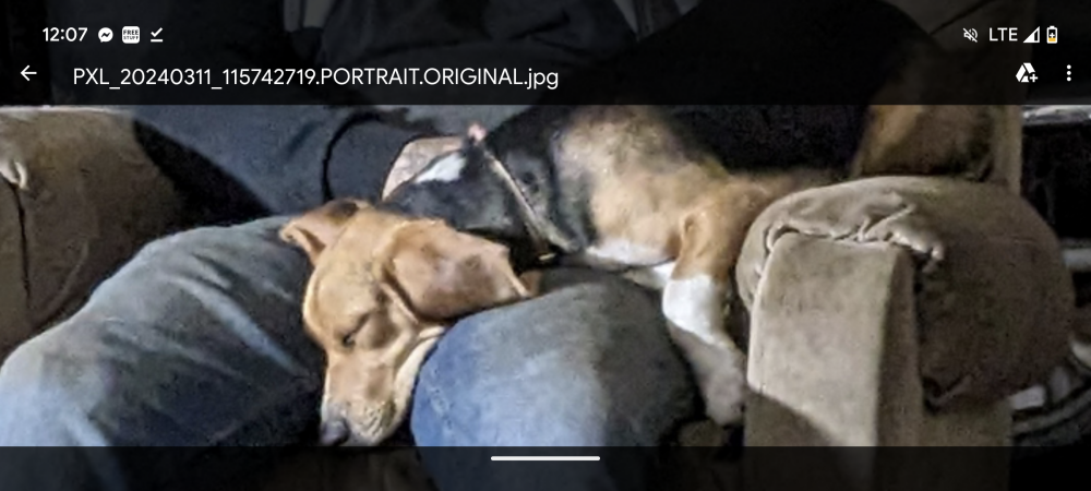 Image of BaBy Girl, Lost Dog