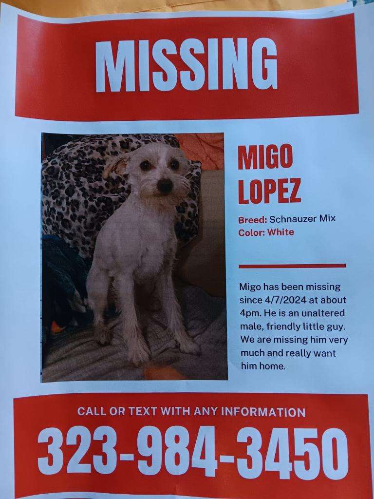 Image of Migo, Lost Dog