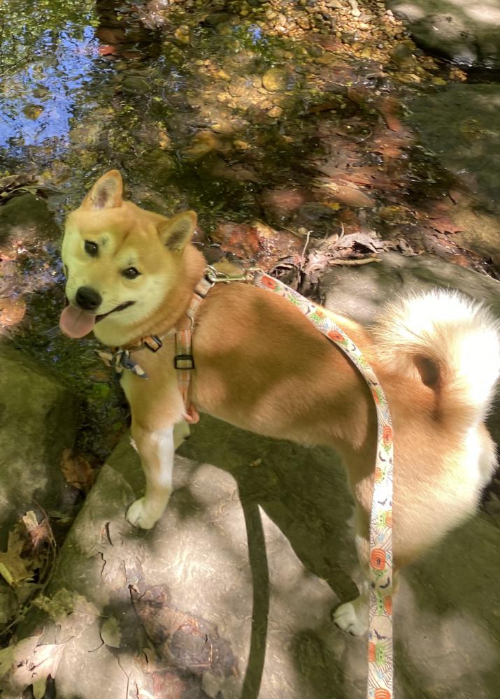 Image of Haru, Lost Dog