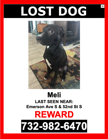 Image of Meli, Lost Dog