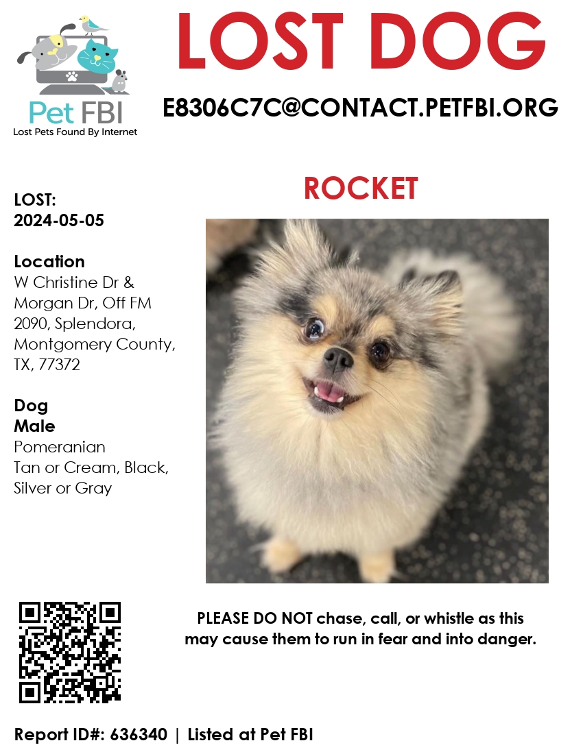Image of Rocket, Lost Dog