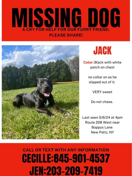 Image of Jack, Lost Dog
