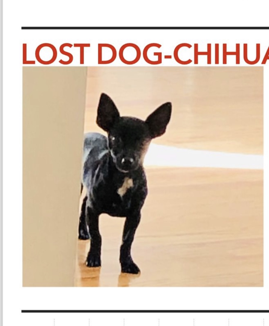 Image of Pochi, Lost Dog
