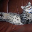 Found Cat Aramis