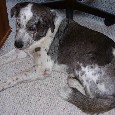 Found Dog Zoe