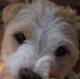 Lost dog Ellie (OR)