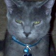 Lost Cat Sam (TX)