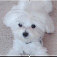 Lost Dog Trevor (CA)