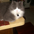 Lost cat cindy (NY)