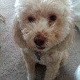 Lost Dog Sparky (UT)