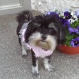 Lost dog Maggie (MN)