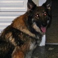 Found Dog Sierra