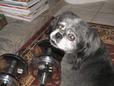 Lost Dog Chucky (CA)
