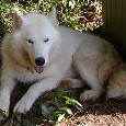 Lost Dog Kate (GA)