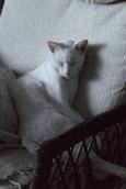 Lost Cat Shiro (CA)