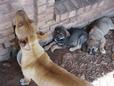 Lost Dog Deter (OK)