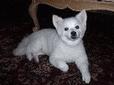 Lost Dog Coco (NV)