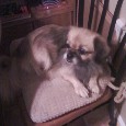 Lost Dog Ladie (MD)