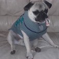 Lost Dog King Tut (OK)