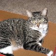 Lost Cat Polo (AZ)