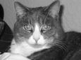 Lost Cat Melody (FL)
