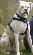 Lost Dog Trouble (MS)