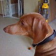 Lost Dog Mocha Joe (OK)