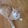 Lost Cat Junior (CA)