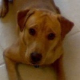 Lost Dog Heisman (FL)