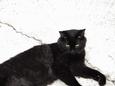 Lost cat Snoop Kitty (KY)