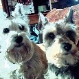 Lost Dog Samantha (OK)