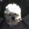 Stolen Dog Nicky (CA)