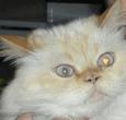 Lost Cat Gus (PA)