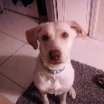 Lost Dog Sophie (FL)